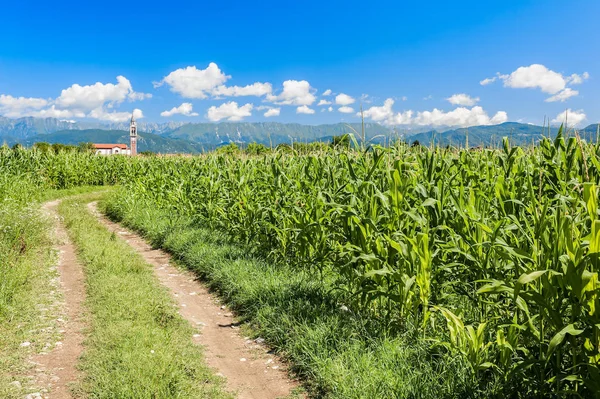Fältet av majs, landsväg och blå himmel med moln. — Stockfoto