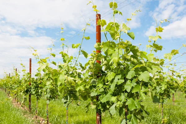 Agricultura, viñedo en primavera . — Foto de Stock