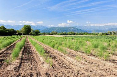 Panoramik kuşkonmaz alanlarının.