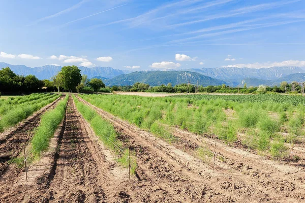 Panoramic view of the asparagus fields. — Stock Photo, Image