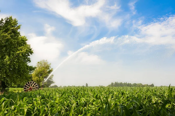Instalación de aspersores de agua en un campo de maíz. — Foto de Stock