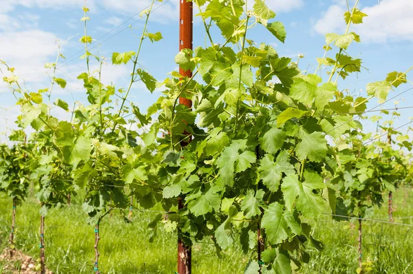 Landbouw, wijngaard in het voorjaar. — Stockfoto