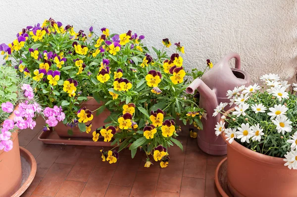 Bir daire Teras üzerinde yetiştirilen çiçeklerin vazo .