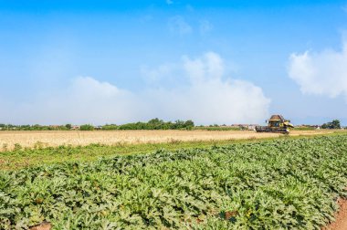 Kabak ve buğday alanını iş yerinde testere ile.