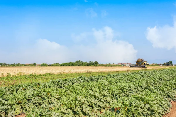 Veld van courgette en tarwe veld met thresher op het werk. — Stockfoto