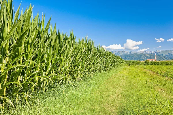 Gebied van maïs, de bergen en de blauwe hemel met wolken. — Stockfoto