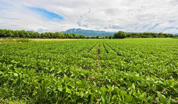 Sojabohnenfeld. Agrarlandschaft. — Stockfoto