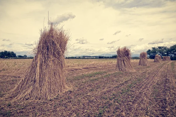 Agrarische landschap. Bundels van tarwe. Foto in vintage stijl — Stockfoto