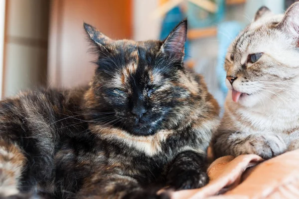 Portrait of european cat. Calico cat. — Stock Photo, Image