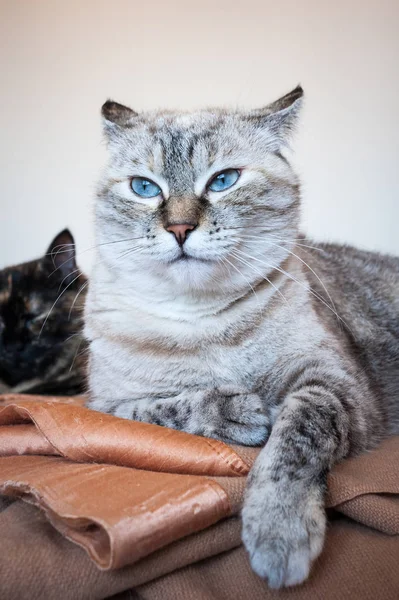 Portrait of tabby cat. — Stock Photo, Image