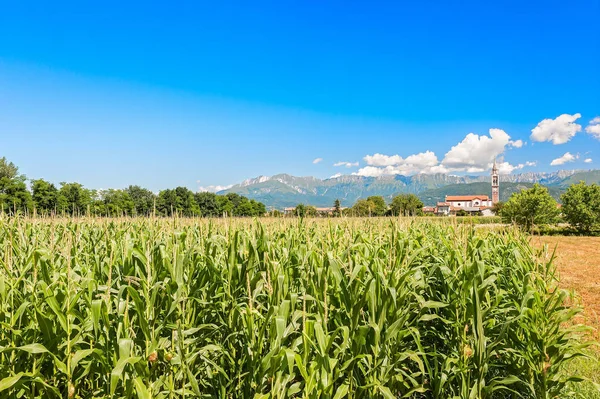 Maisfeld, Berge und blauer Himmel mit Wolken. — Stockfoto