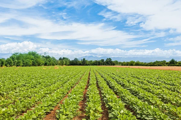 Agricultural landscape. Field of soy. — Stock Photo, Image