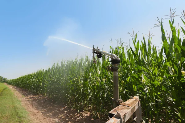 Water sprinkler installation in a field of corn. — Stock Photo, Image