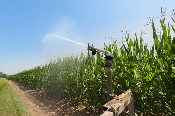 Water sprinkler installation in a field of corn.