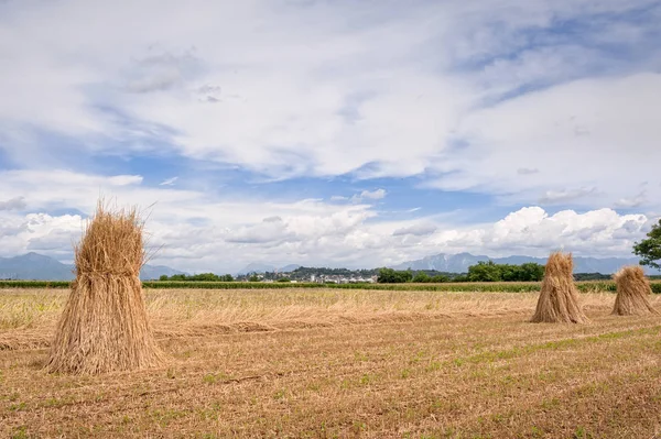 Paisagem agrícola. Feixes de trigo . — Fotografia de Stock