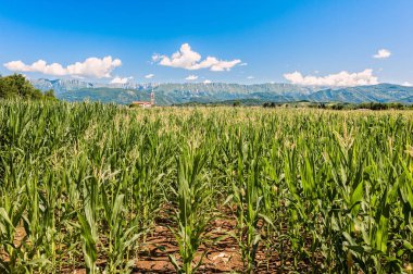 Dağlara doğru yol üzerinde yürüyen uzun yürüyüşe çıkan kimse