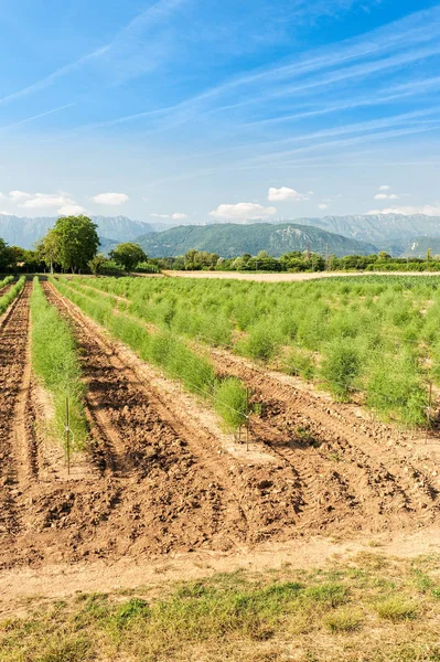 Panoramic view of the asparagus fields. — Stock Photo, Image
