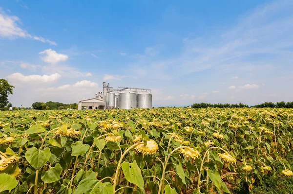 Field of sunflowers ready for harvest. — Stock Photo, Image
