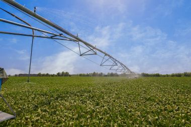 Otomatik sulama yağmurlama sisteminde bes ekili tarım
