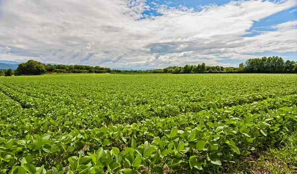 Gebied van soja. Agrarische landschap. — Stockfoto
