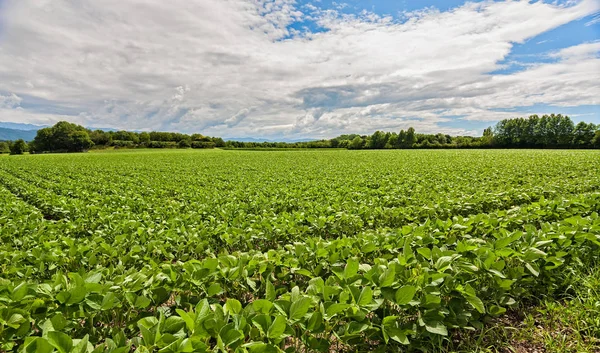 Campo de soja. Paisaje agrícola . — Foto de Stock