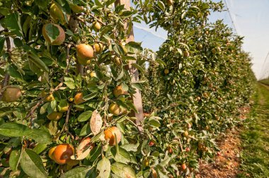 Meyve olgun elma bahçesi.