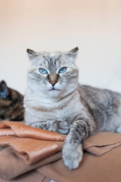 Portrait of tabby cat. — Stock Photo, Image