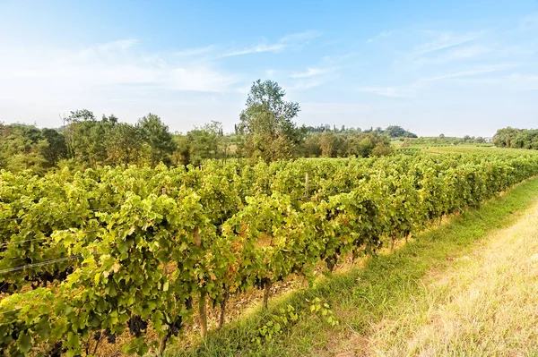Platteland landschap met wijngaard. — Stockfoto