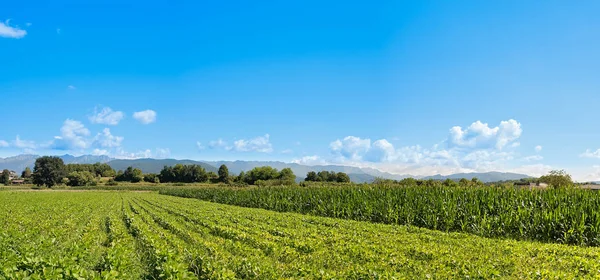 Sojabohnenfeld. Agrarlandschaft. — Stockfoto