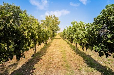 Bulutlar ile bağ ve bleu gökyüzü manzara.
