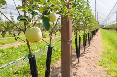 Genç elma bahçesi.