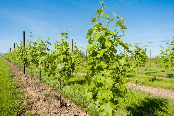 Agriculture, vineyard in spring. — Stock Photo, Image