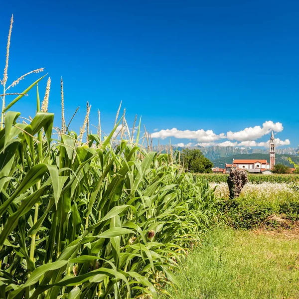 Campo de maíz, montañas y cielo azul con nubes . — Foto de Stock