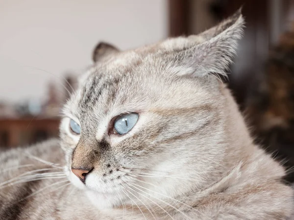 Portrait of tabby cat. European cat. — Stock Photo, Image