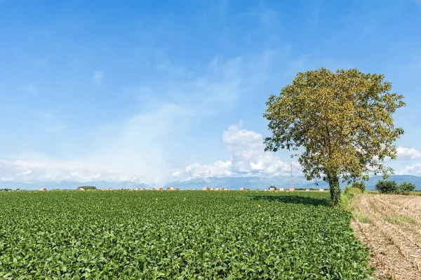 Paisaje rural en el día de verano. — Foto de Stock