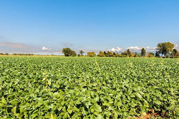 Paisaje rural. Campo de soja de nuevo cielo azul . — Foto de Stock