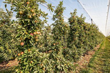 Meyve olgun elma bahçesi.