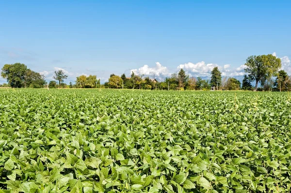 Paisaje Rural Campo Soja Nuevo Cielo Azul Vista Rural — Foto de Stock