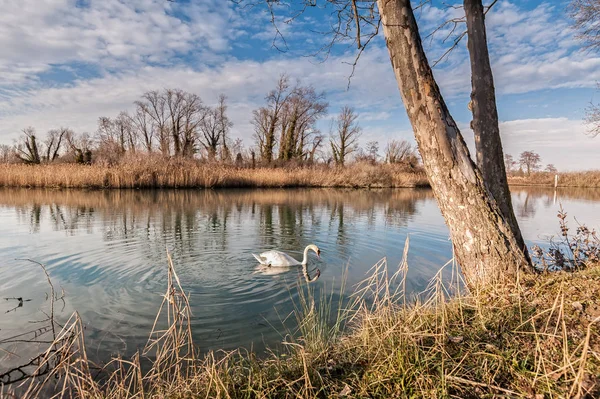 Tranquila escena del lago con la natación del cisne . — Foto de Stock