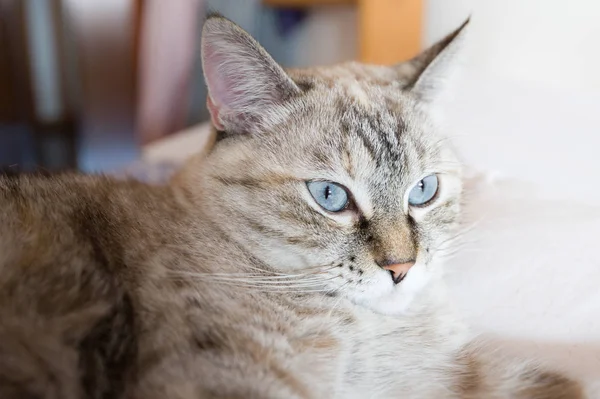 Portrait of tabby cat. European cat. — Stock Photo, Image