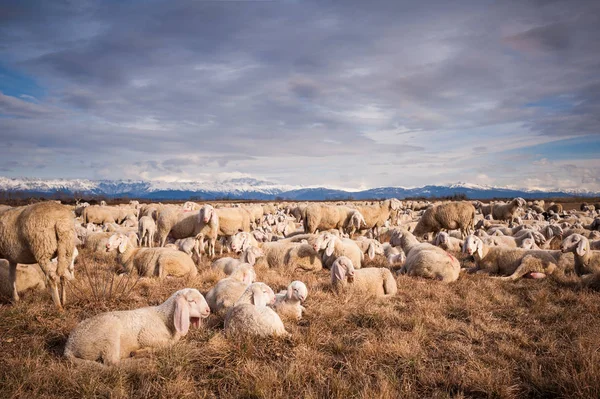 Troupeau de moutons avec agneaux. Ils paissaient le jour d'hiver . — Photo