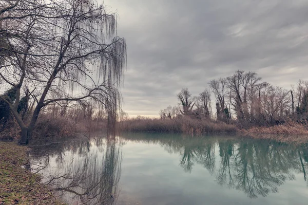 Creek of a river with light haze and weeping willow. — Stock Photo, Image