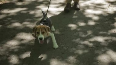Yaz Park Köpeğiyle yürüyen genç adam. Adam köpek ormandaki pats.