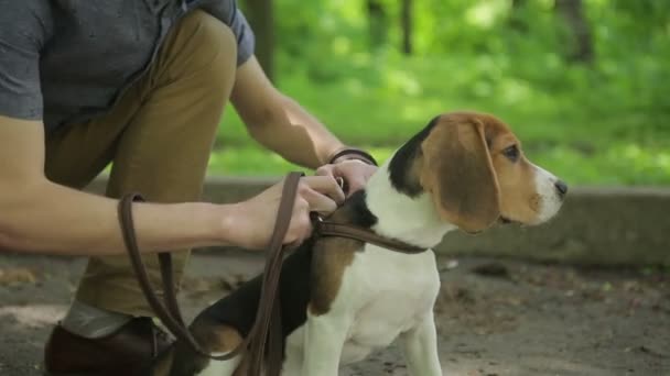 Junger Mann geht mit seinem Hund im Sommerpark spazieren. Mann tätschelt Hund im Wald. — Stockvideo