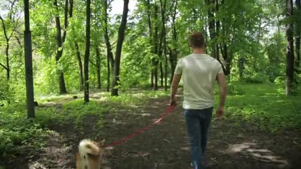 Молодой человек гулял со своей собакой в летнем парке — стоковое видео
