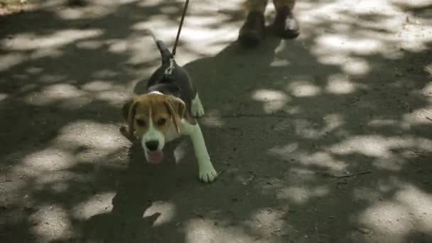 Ung mand går tur med sin hund i sommerparken. Mand klapper hunden i skoven . – Stock-video