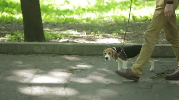 Young man walking with his dog in summer park — Stock Video