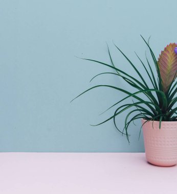 Bromeliad bitkisi mavi arka planda ev dekorasyonu için pembe kapta saksıya konmuş. Yeşil ev bitkisi. Boşluğu kopyala.