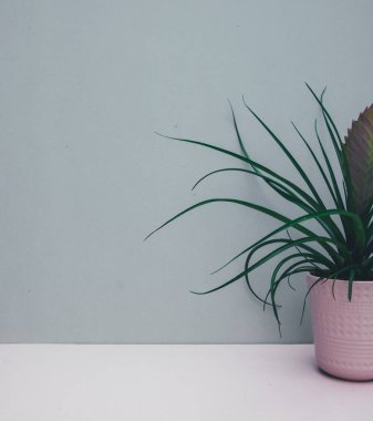 Bromeliad bitkisi mavi arka planda ev dekorasyonu için pembe kapta saksıya konmuş. Yeşil ev bitkisi. Boşluğu kopyala.