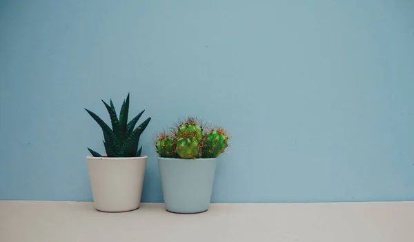 小さなサボテン 青の背景に家の装飾のための白い鍋に鉢植え 緑の家庭用植物 スペースのコピー — ストック写真